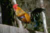 Coq.jpg (14524 octets)