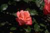 pay31.jpg (12886 octets)