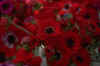 pay33.jpg (12240 octets)